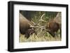 Rocky Mountain Elk, sparring bulls-Ken Archer-Framed Photographic Print