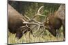 Rocky Mountain Elk, sparring bulls-Ken Archer-Mounted Photographic Print