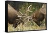 Rocky Mountain Elk, sparring bulls-Ken Archer-Framed Stretched Canvas