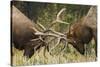 Rocky Mountain Elk, sparring bulls-Ken Archer-Stretched Canvas