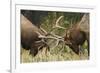 Rocky Mountain Elk, sparring bulls-Ken Archer-Framed Photographic Print