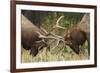 Rocky Mountain Elk, sparring bulls-Ken Archer-Framed Photographic Print