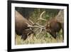 Rocky Mountain Elk, sparring bulls-Ken Archer-Framed Photographic Print