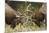 Rocky Mountain Elk, sparring bulls-Ken Archer-Mounted Photographic Print