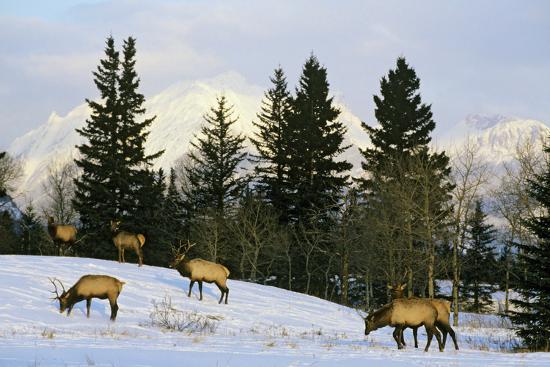 Premium Photographic Print, , large