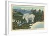 Rocky Mountain Goat, Glacier Park, Montana-null-Framed Art Print