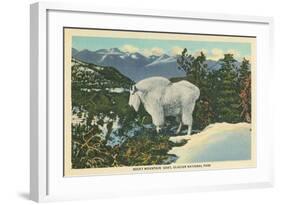 Rocky Mountain Goat, Glacier Park, Montana-null-Framed Art Print