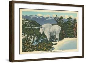 Rocky Mountain Goat, Glacier Park, Montana-null-Framed Art Print