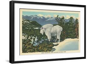 Rocky Mountain Goat, Glacier Park, Montana-null-Framed Art Print