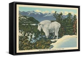 Rocky Mountain Goat, Glacier Park, Montana-null-Framed Stretched Canvas