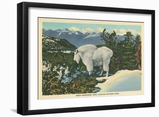 Rocky Mountain Goat, Glacier Park, Montana-null-Framed Art Print