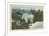 Rocky Mountain Goat, Glacier Park, Montana-null-Framed Art Print