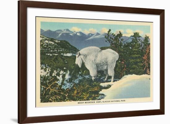 Rocky Mountain Goat, Glacier Park, Montana-null-Framed Art Print