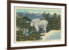 Rocky Mountain Goat, Glacier Park, Montana-null-Framed Art Print