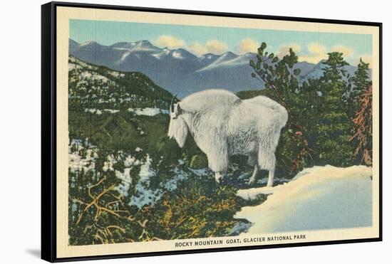 Rocky Mountain Goat, Glacier Park, Montana-null-Framed Stretched Canvas