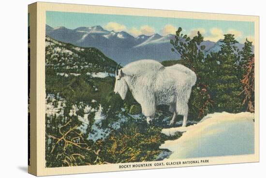 Rocky Mountain Goat, Glacier Park, Montana-null-Stretched Canvas