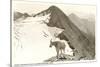 Rocky Mountain Goat, Glacier-null-Stretched Canvas