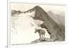 Rocky Mountain Goat, Glacier-null-Framed Art Print