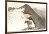 Rocky Mountain Goat, Glacier-null-Framed Art Print