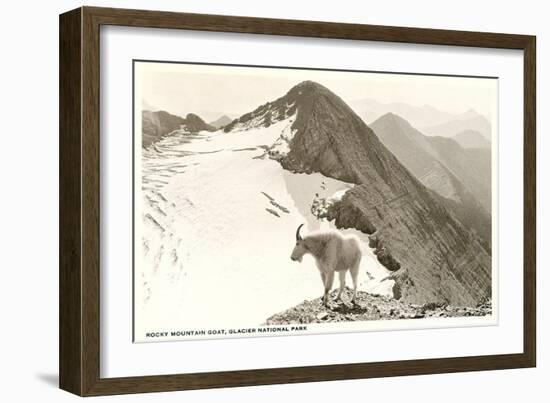 Rocky Mountain Goat, Glacier-null-Framed Art Print