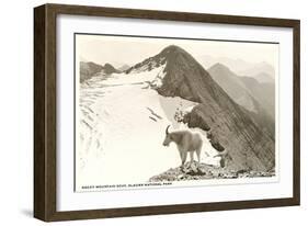 Rocky Mountain Goat, Glacier-null-Framed Art Print