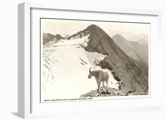 Rocky Mountain Goat, Glacier-null-Framed Art Print