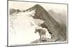 Rocky Mountain Goat, Glacier-null-Mounted Art Print