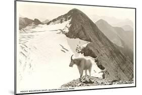 Rocky Mountain Goat, Glacier-null-Mounted Art Print