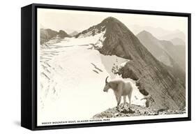 Rocky Mountain Goat, Glacier-null-Framed Stretched Canvas