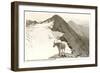 Rocky Mountain Goat, Glacier-null-Framed Premium Giclee Print