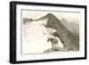 Rocky Mountain Goat, Glacier-null-Framed Premium Giclee Print