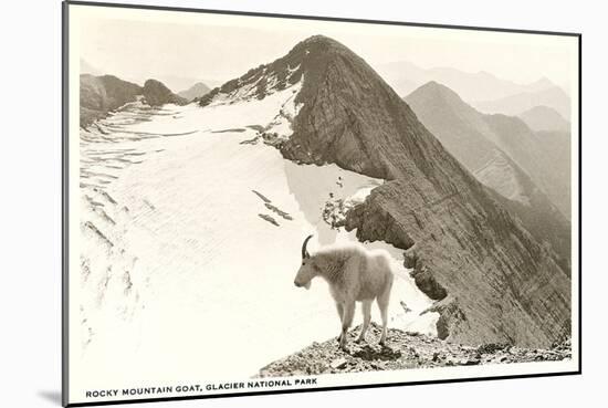Rocky Mountain Goat, Glacier-null-Mounted Premium Giclee Print