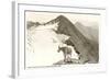 Rocky Mountain Goat, Glacier-null-Framed Art Print