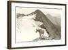 Rocky Mountain Goat, Glacier-null-Framed Art Print