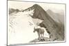 Rocky Mountain Goat, Glacier-null-Mounted Art Print