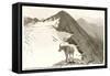 Rocky Mountain Goat, Glacier-null-Framed Stretched Canvas
