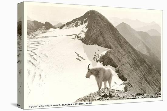 Rocky Mountain Goat, Glacier-null-Stretched Canvas