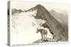 Rocky Mountain Goat, Glacier-null-Stretched Canvas