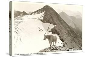 Rocky Mountain Goat, Glacier-null-Stretched Canvas