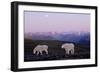 Rocky Mountain Goat Grazing in Alpine Meadow-null-Framed Photographic Print