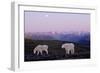 Rocky Mountain Goat Grazing in Alpine Meadow-null-Framed Photographic Print