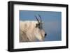 Rocky Mountain goat, Mount Evans Wilderness Area, Colorado-Maresa Pryor-Luzier-Framed Photographic Print