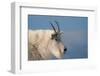 Rocky Mountain goat, Mount Evans Wilderness Area, Colorado-Maresa Pryor-Luzier-Framed Photographic Print