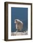 Rocky Mountain goat on ledge, Mount Evans Wilderness Area, Colorado-Maresa Pryor-Luzier-Framed Photographic Print