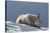 Rocky Mountain Goat Resting on Snow-null-Stretched Canvas