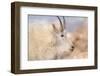 Rocky Mountain goat with salt minerals on its mouth, Mount Evans Wilderness Area, Colorado-Maresa Pryor-Luzier-Framed Photographic Print