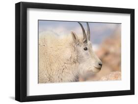 Rocky Mountain goat with salt minerals on its mouth, Mount Evans Wilderness Area, Colorado-Maresa Pryor-Luzier-Framed Photographic Print