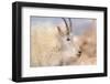 Rocky Mountain goat with salt minerals on its mouth, Mount Evans Wilderness Area, Colorado-Maresa Pryor-Luzier-Framed Photographic Print