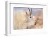 Rocky Mountain goat with salt minerals on its mouth, Mount Evans Wilderness Area, Colorado-Maresa Pryor-Luzier-Framed Photographic Print