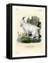 Rocky Mountain Goat-null-Framed Stretched Canvas